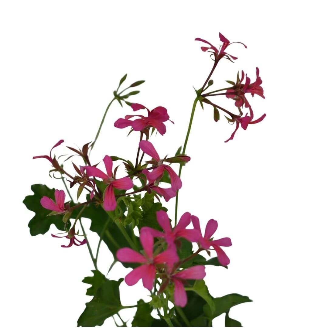 Sakız Sardunya 10-20 Cm