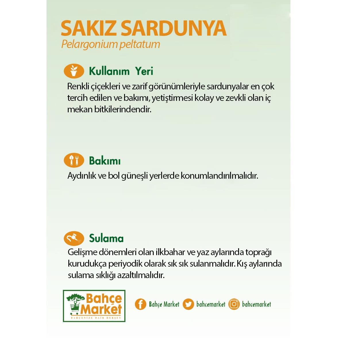Sakız Sardunya 10-20 Cm