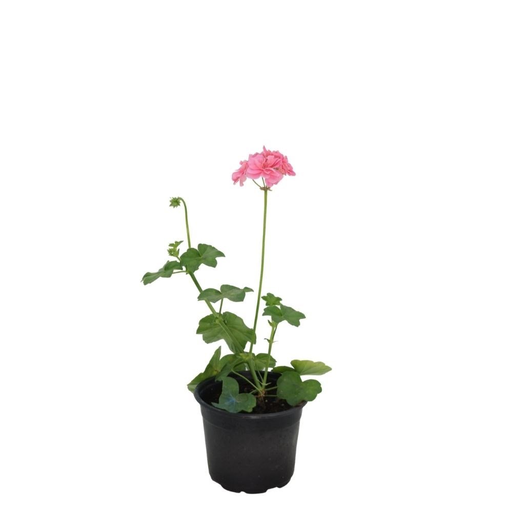 Sakız Sardunya 20-30 Cm