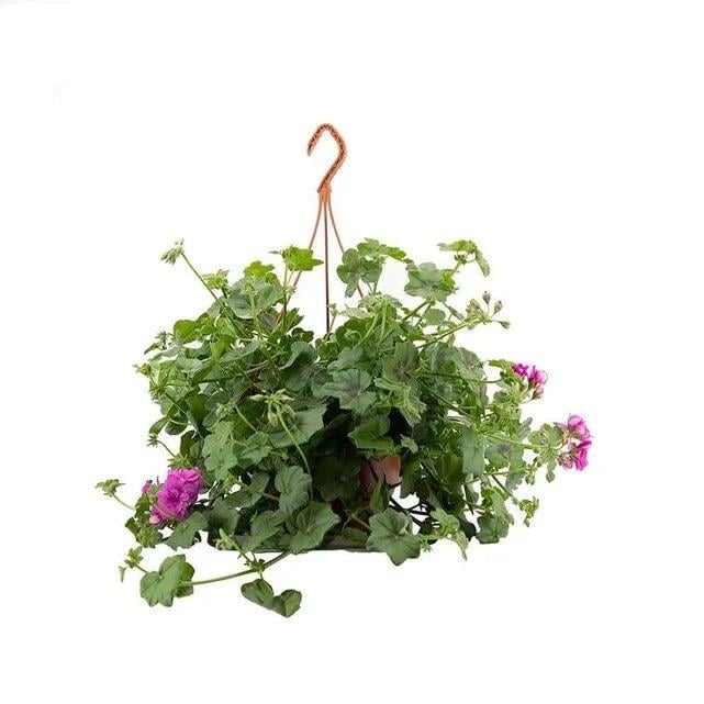 Sakız Sardunya Çiçeği Askılı Saksıda - Çap 23 Cm - Boy 20-30 Cm