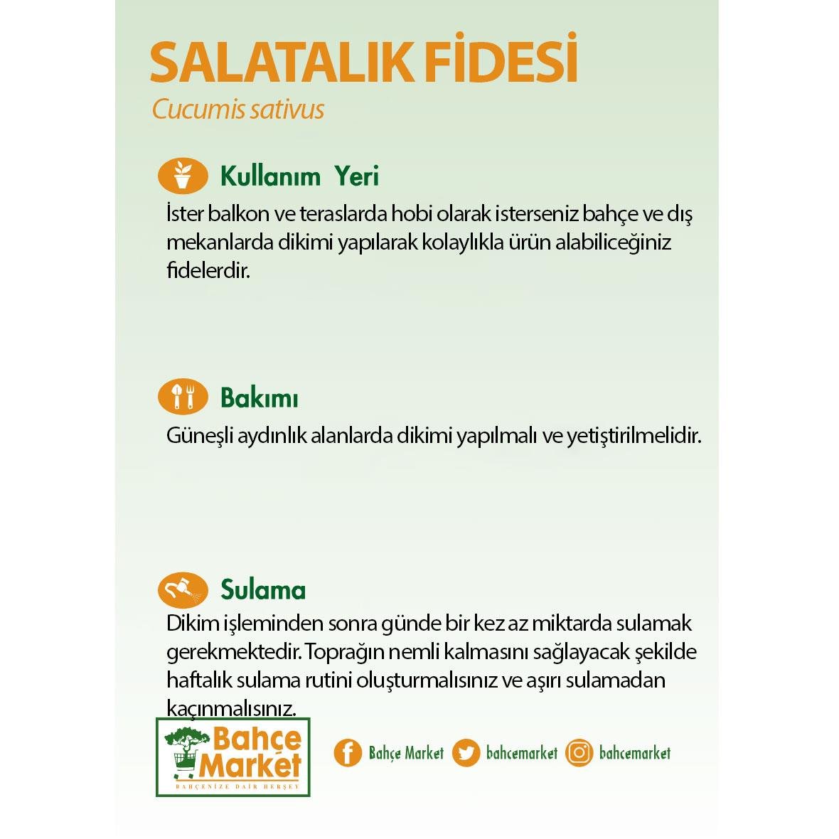 Salatalık Fidesi Yeşil