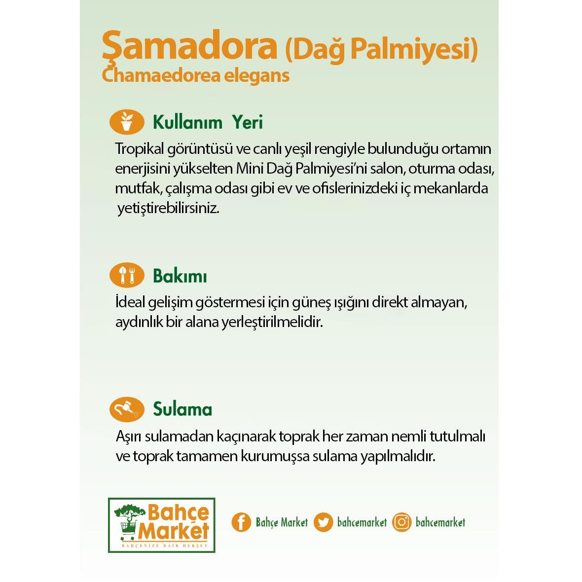 Şamadora (Dağ Palmiyesi) Boy 10-20 Cm Yeşil