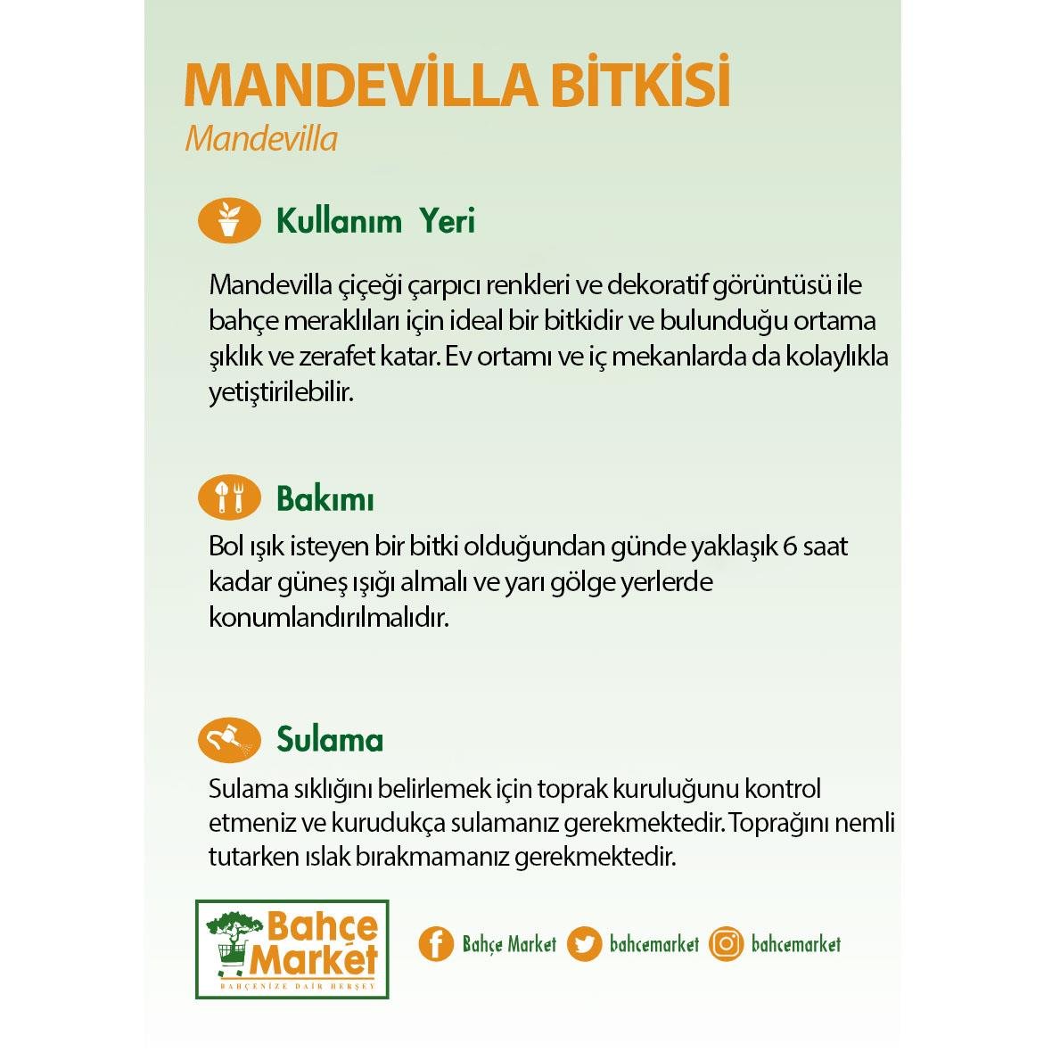 Sandavilla - Mandavilla- Mandevilla - Sarmaşık Çiçeği