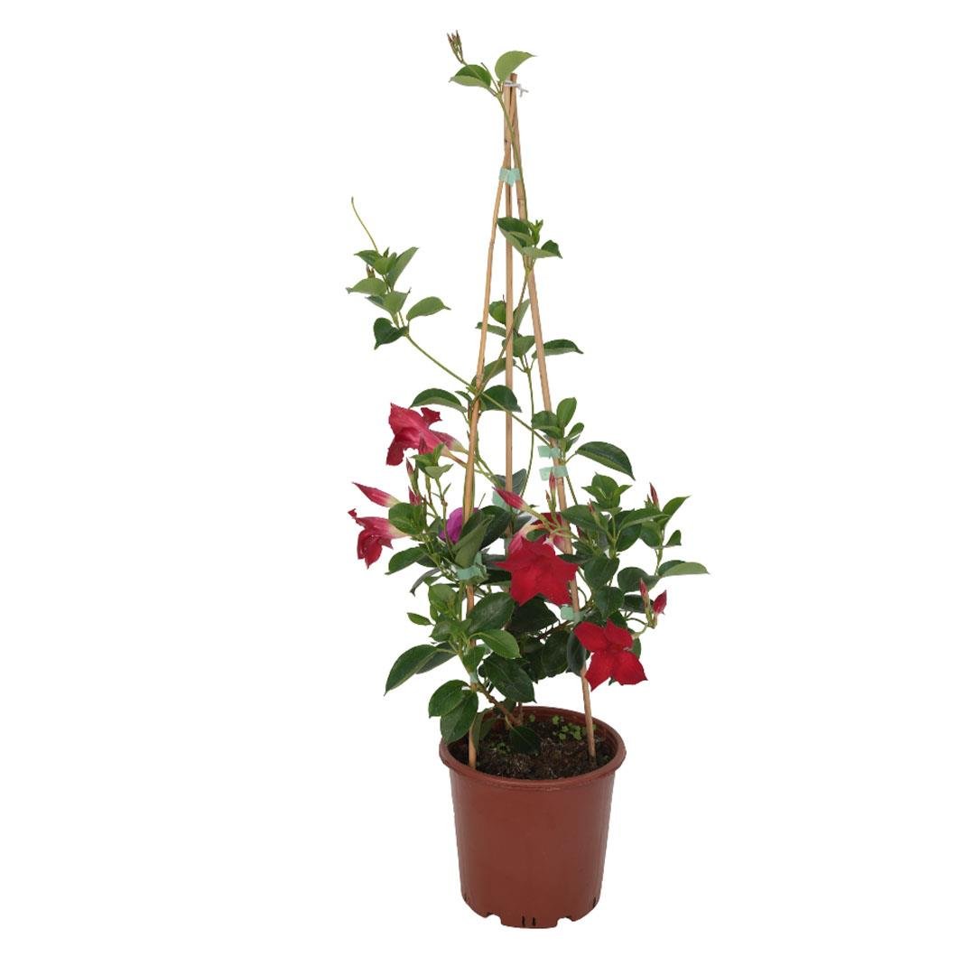 Sandavilla -Mandevilla- Sarmaşık Çiçeği Piramit 80-100 Cm