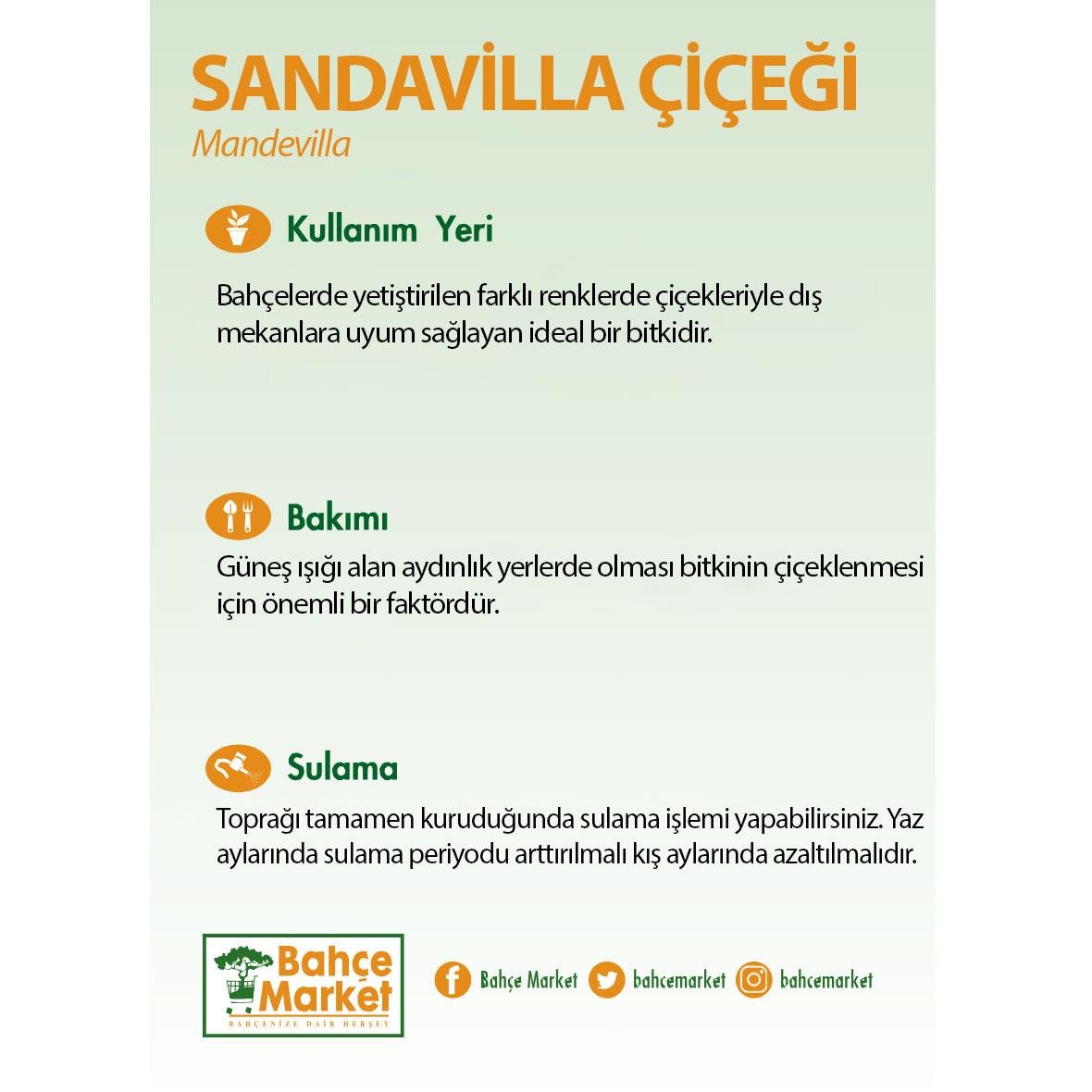 Sandavilla -Mandevilla- Sarmaşık Çiçeği Piramit 80-100 Cm
