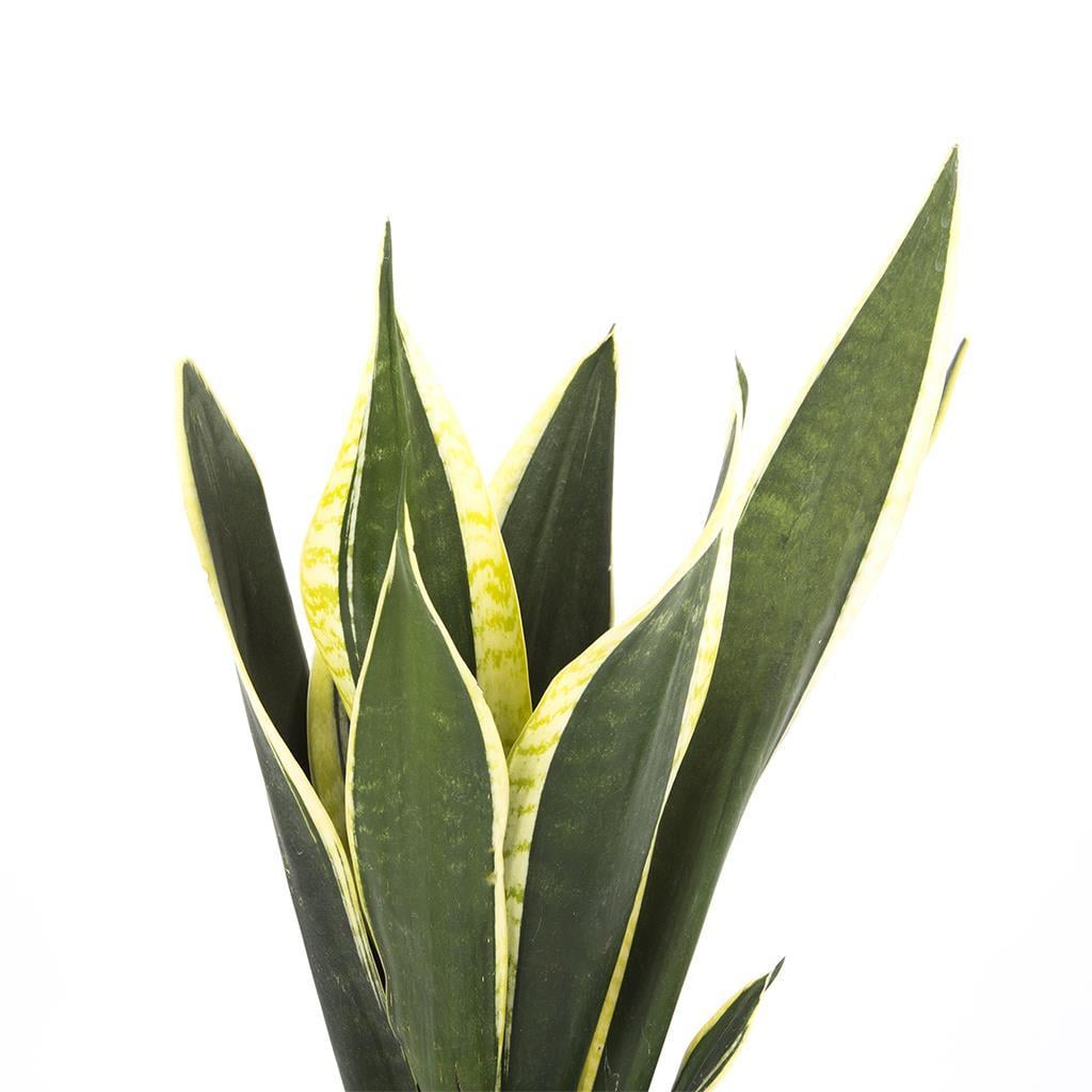 sanseveria-2-1-7bb6.jpg