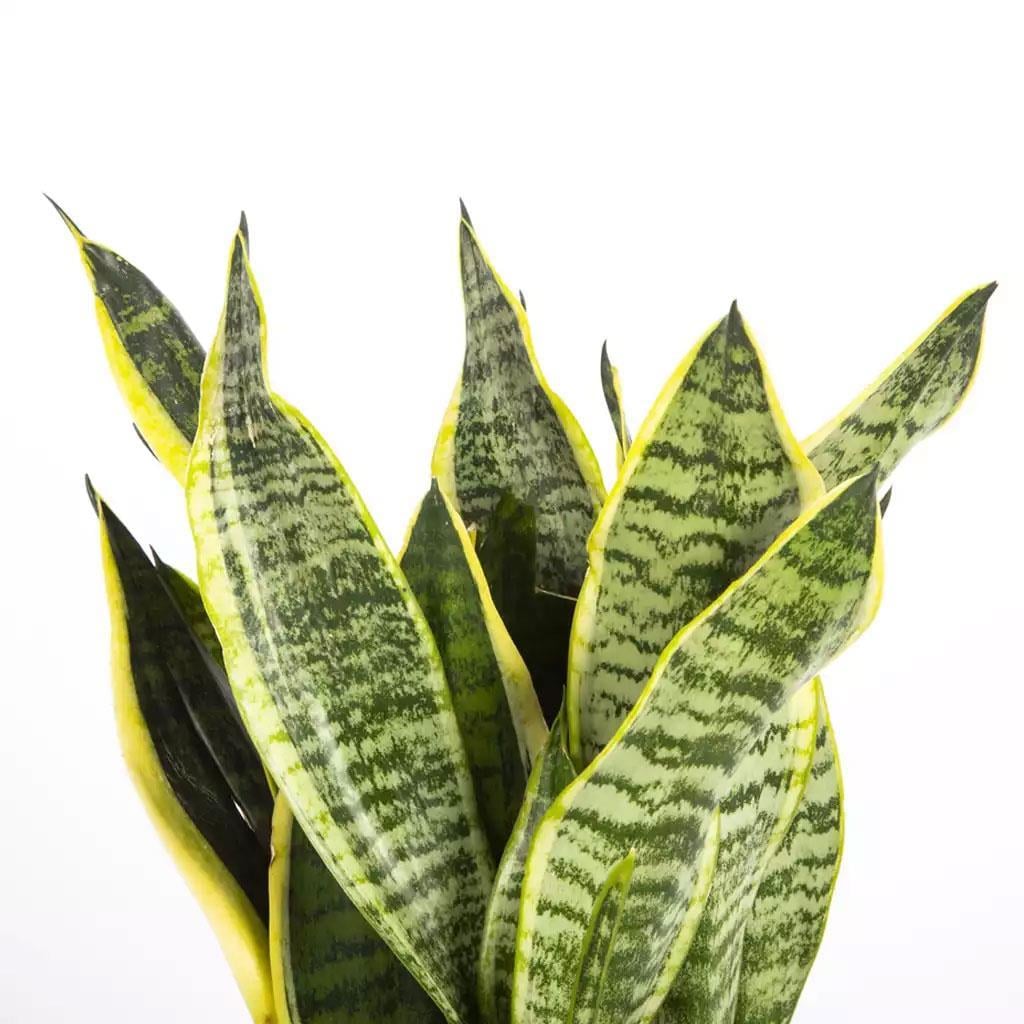 sanseveria-40-60-cm--45d0-.jpg