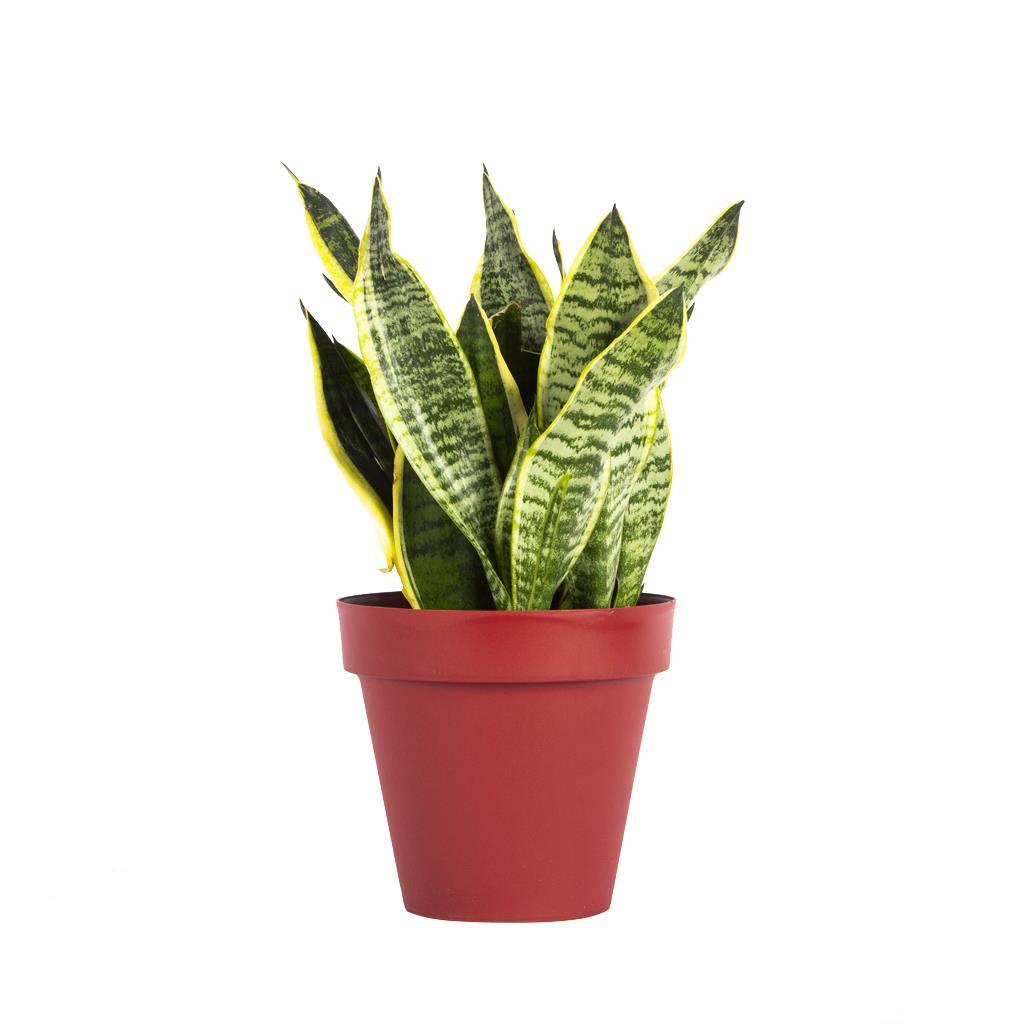 sanseveria-40-60-cm-a6b576.jpg