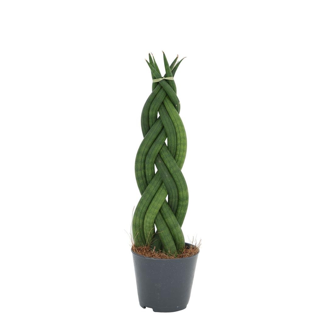 Sanseveria Overig Çiçeği 20-30 Cm