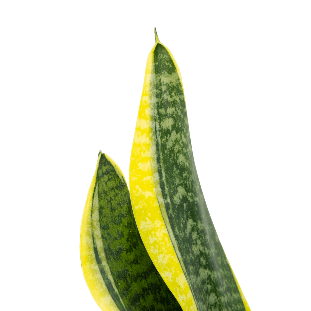 Sanseveria (Paşa Kılıcı) 20-40 Cm