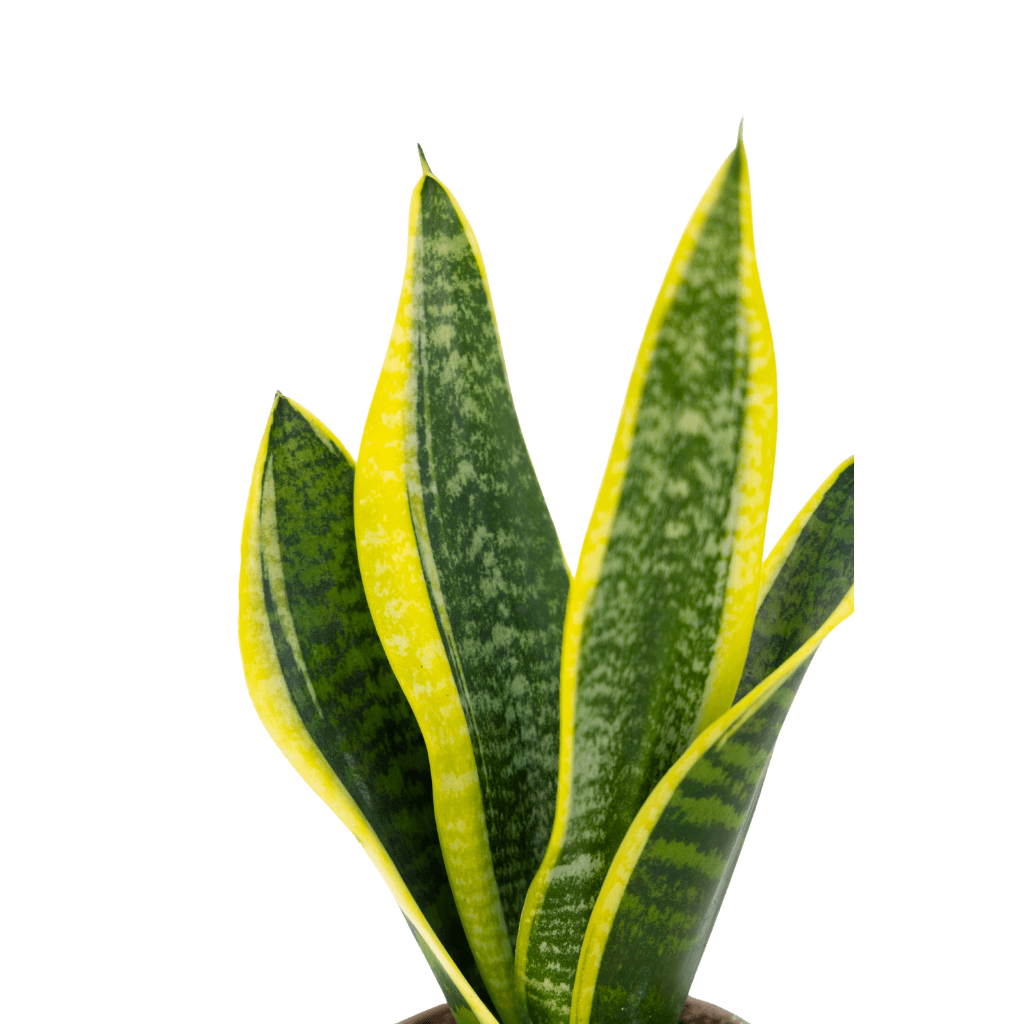 Sanseveria (Paşa Kılıcı) 20-40 Cm