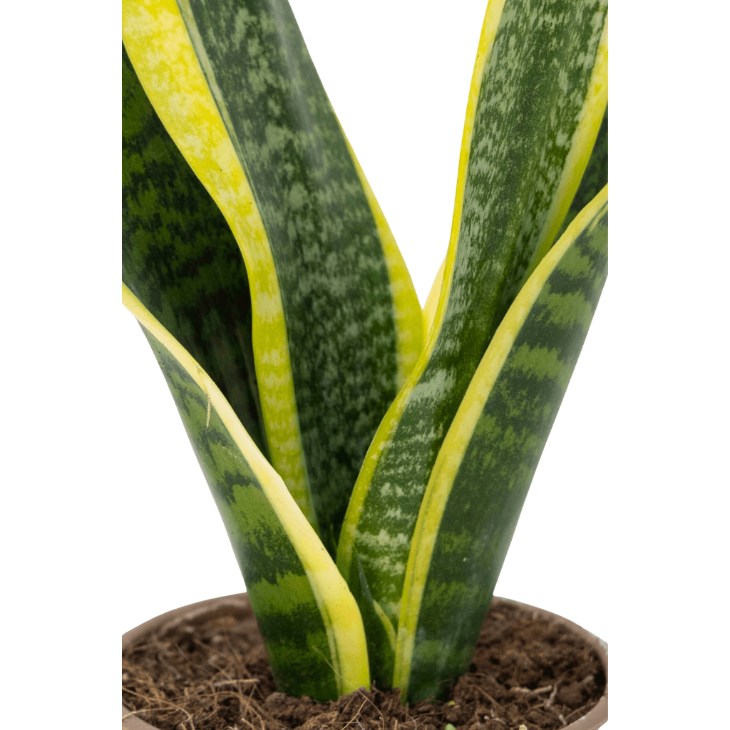 Sanseveria (Paşa Kılıcı) 40-60 Cm