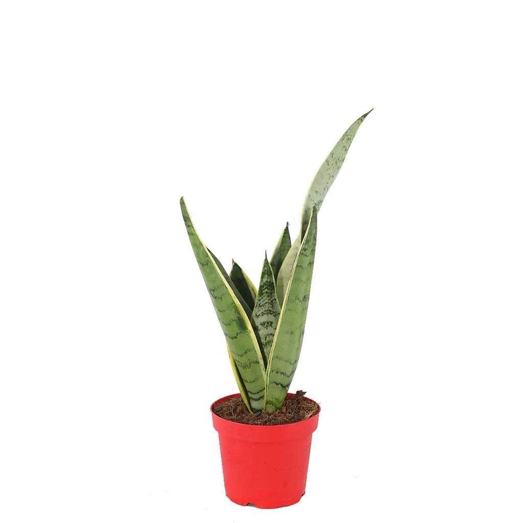 sanseveria-pasa-kilici-40-60-cm-c9-267.jpg