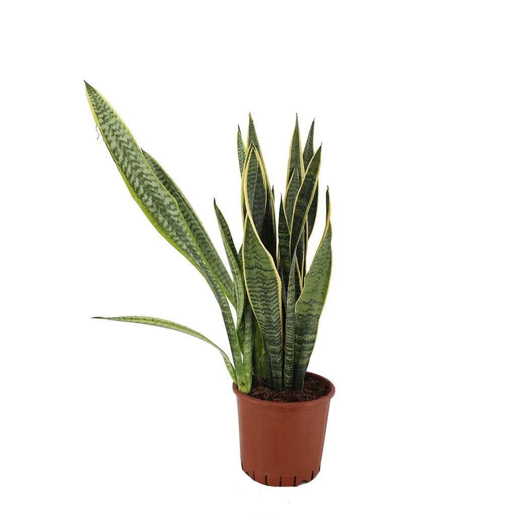 sanseveria-pasa-kilici-80-100-cm-f-bdcc.jpg