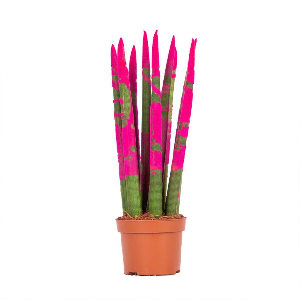sanseveria-renkli-20-30-cm-236-49.jpg