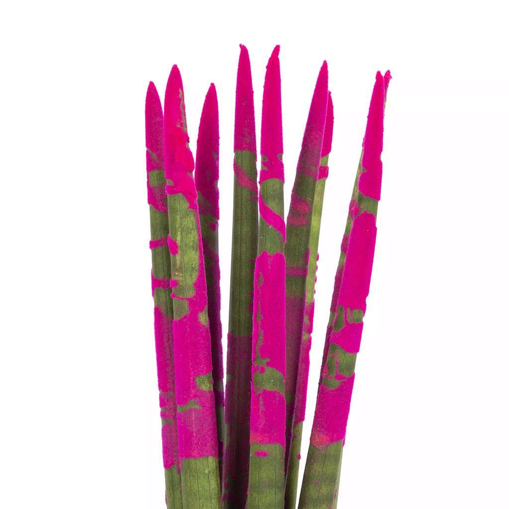 sanseveria-renkli-20-30-cm-2a45db.jpg