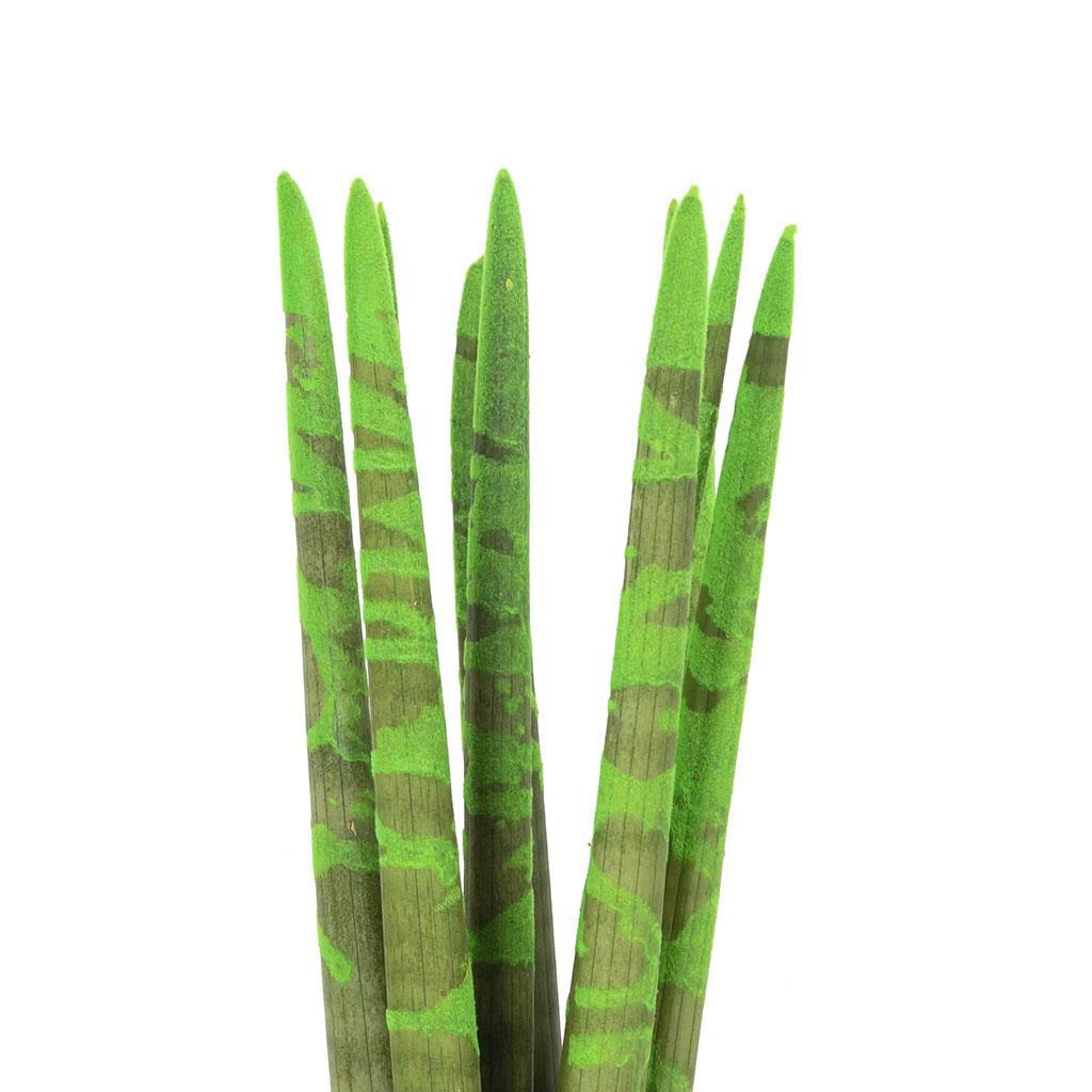 sanseveria-renkli-20-30-cm-ea4-a0.jpg