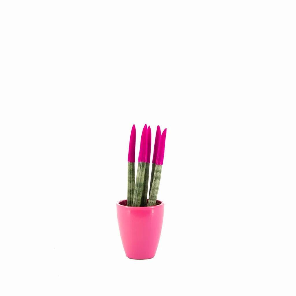 sanseveria-renkli-saksi-10-20-cm-s.i.-0ae66c.jpg