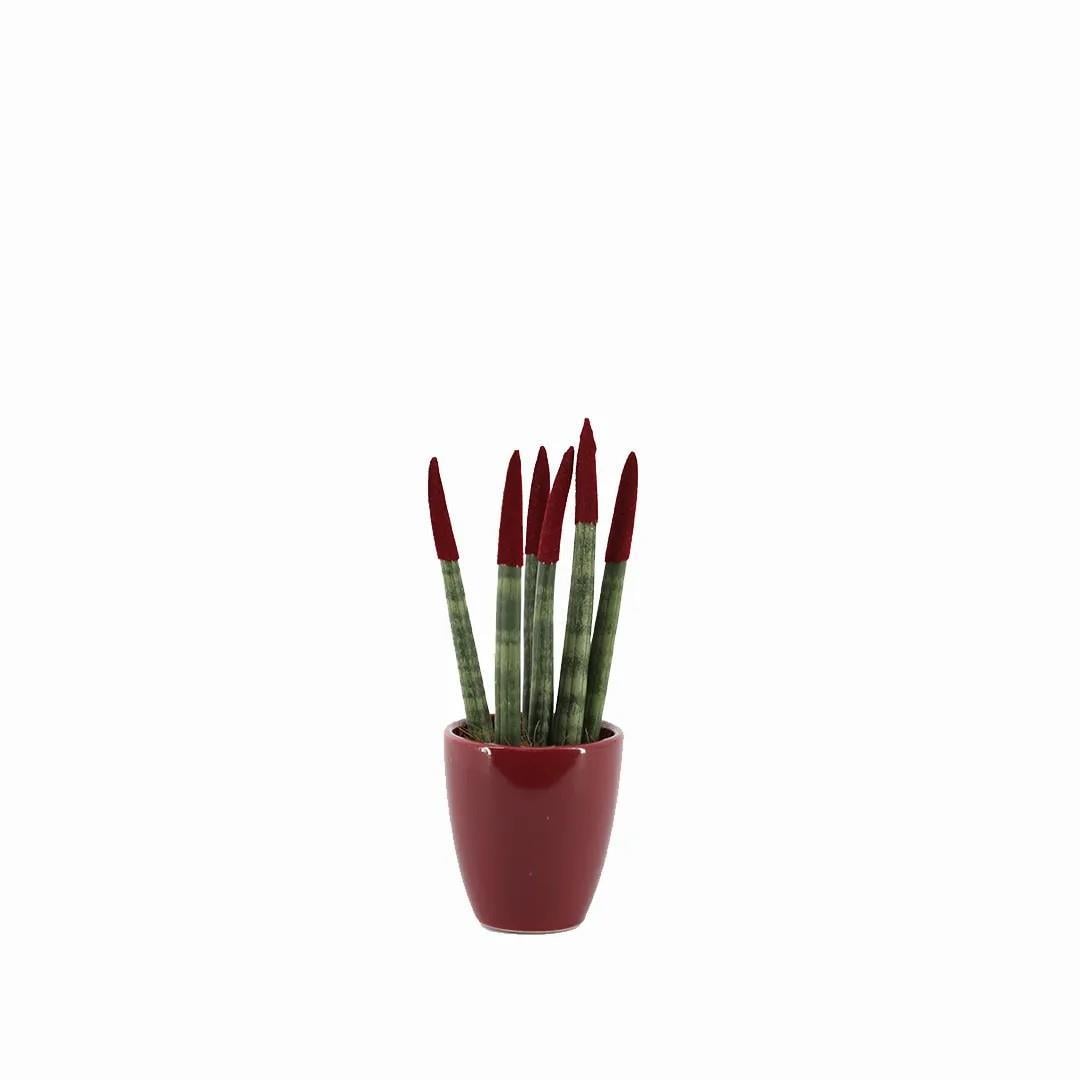 sanseveria-renkli-saksi-10-20-cm-s.i.-453d40.jpg