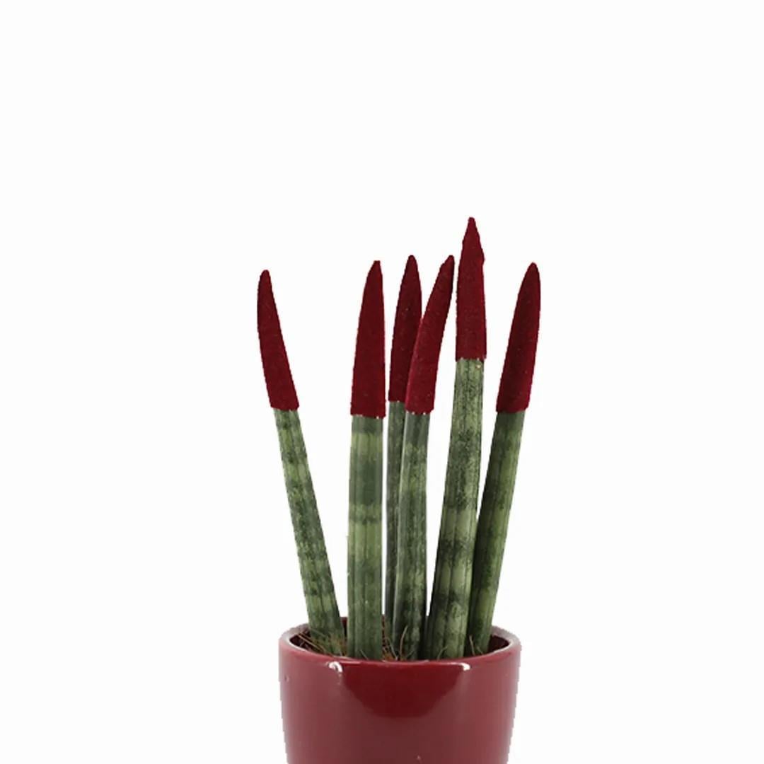sanseveria-renkli-saksi-10-20-cm-s.i.-4cde-b.jpg