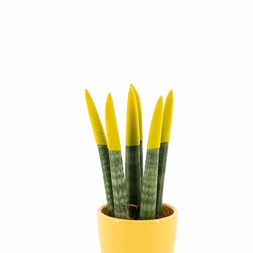 sanseveria-renkli-saksi-10-20-cm-s.i.-59-84c.jpg