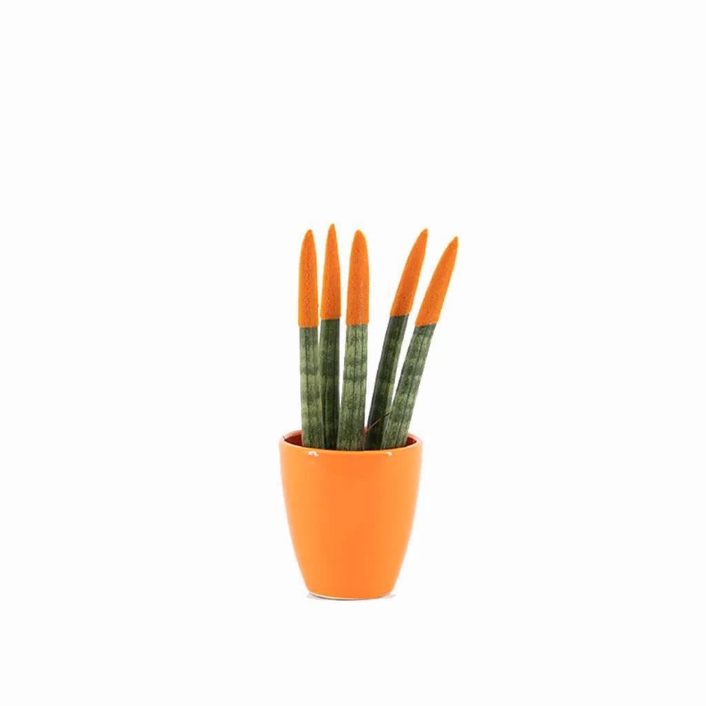 sanseveria-renkli-saksi-10-20-cm-s.i.-8ab-46.jpg