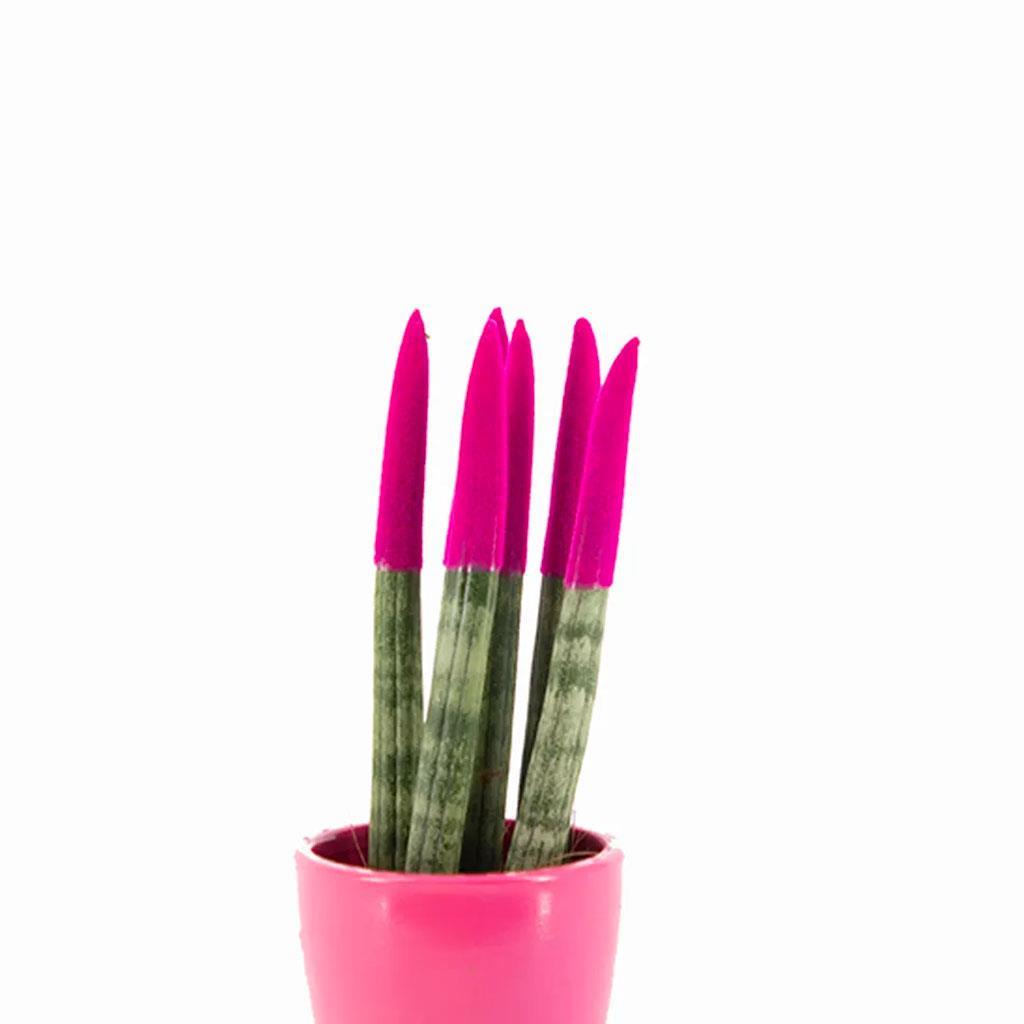 sanseveria-renkli-saksi-10-20-cm-s.i.-a-6826.jpg