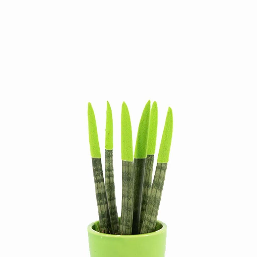 sanseveria-renkli-saksi-10-20-cm-s.i.-b-48f7.jpg