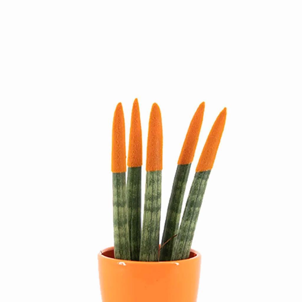 sanseveria-renkli-saksi-10-20-cm-s.i.-ca-43c.jpg