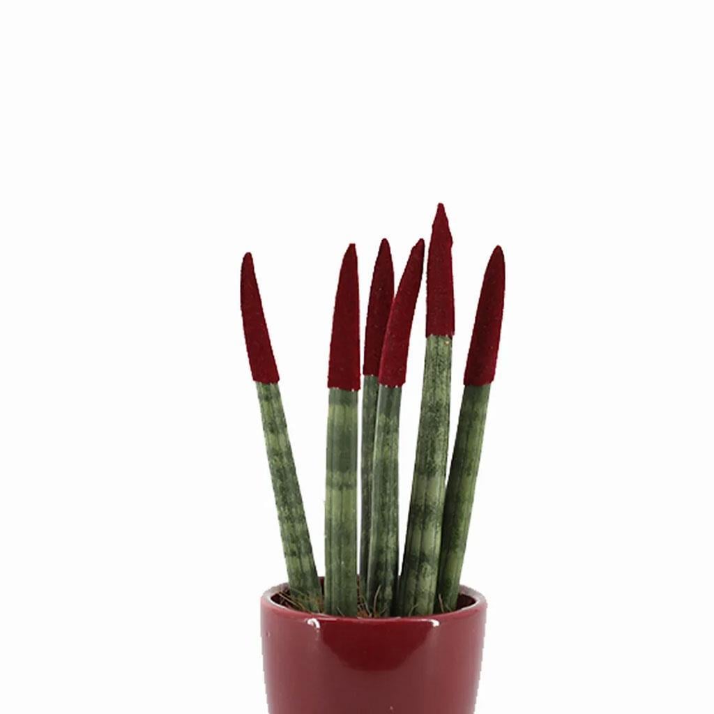 sanseveria-renkli-saksi-10-20-cm-s.i.-db9-ca.jpg