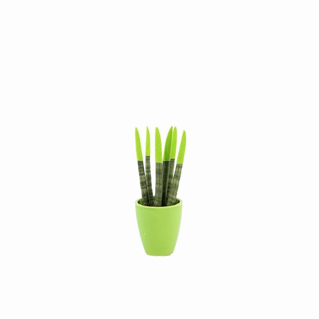 sanseveria-renkli-saksi-10-20-cm-s.i.-ee-be4.jpg