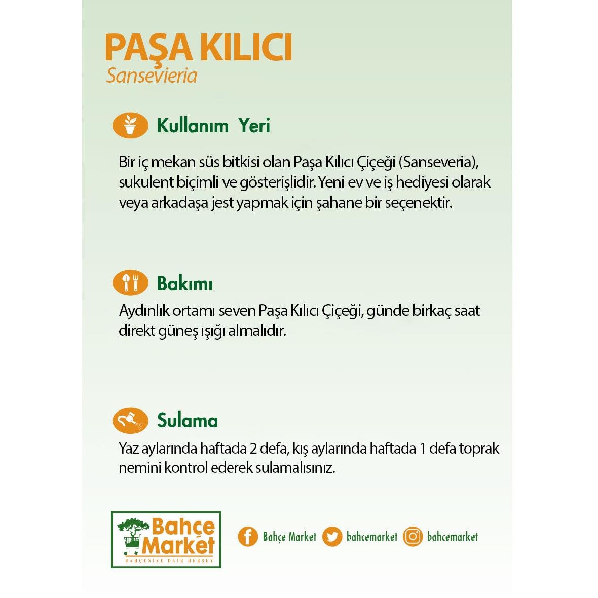 Sanseveria Trifasciata (Paşa Kılıcı) 30-40 Cm Yeşil