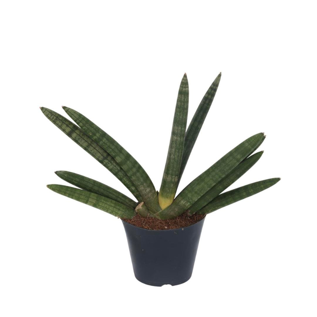 Sansevieria Cylindrica - Paşa Kılıcı 10-20 Cm