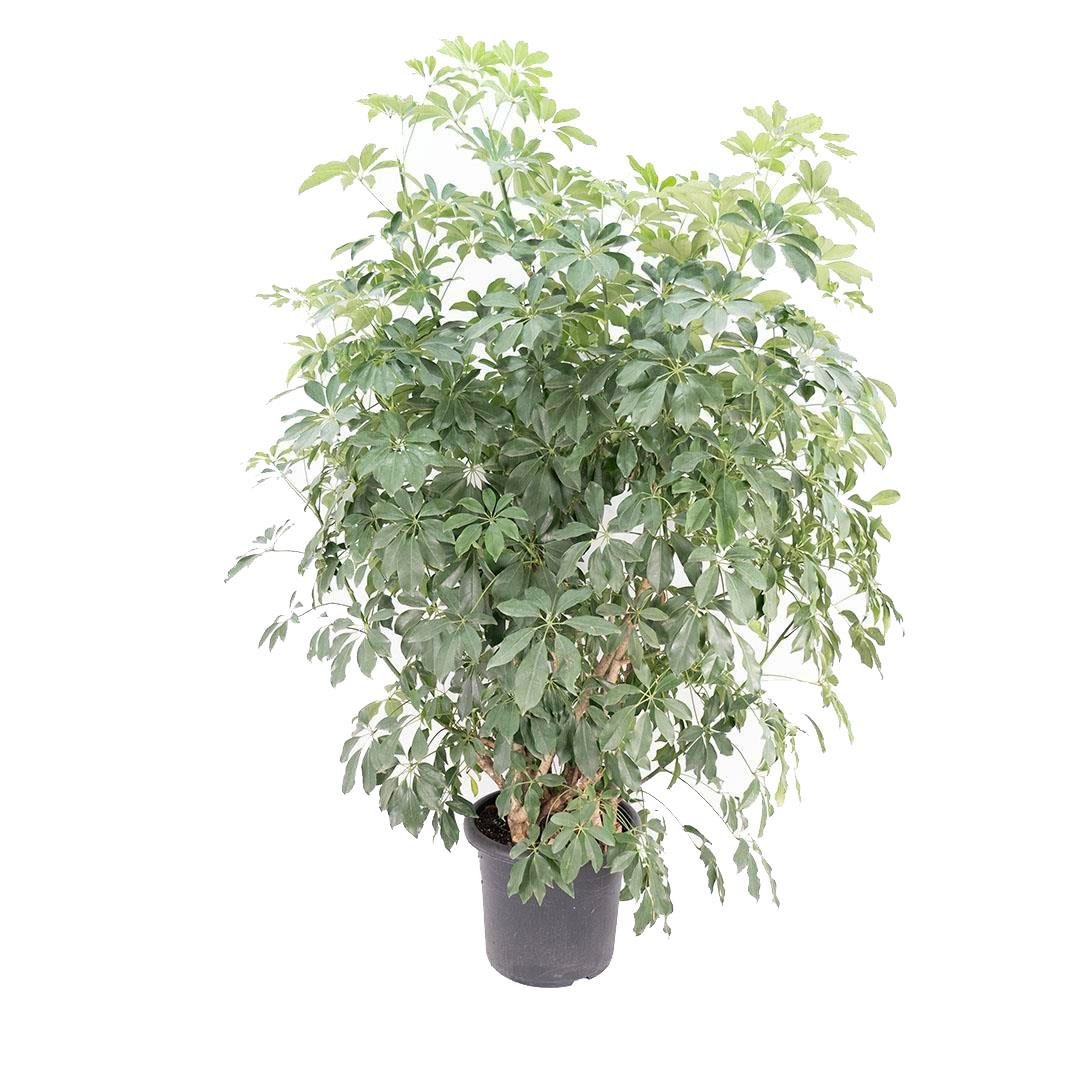 Şeflera Çiçeği - Çap 40 Cm - Boy 150 160 Cm  Yeşil
