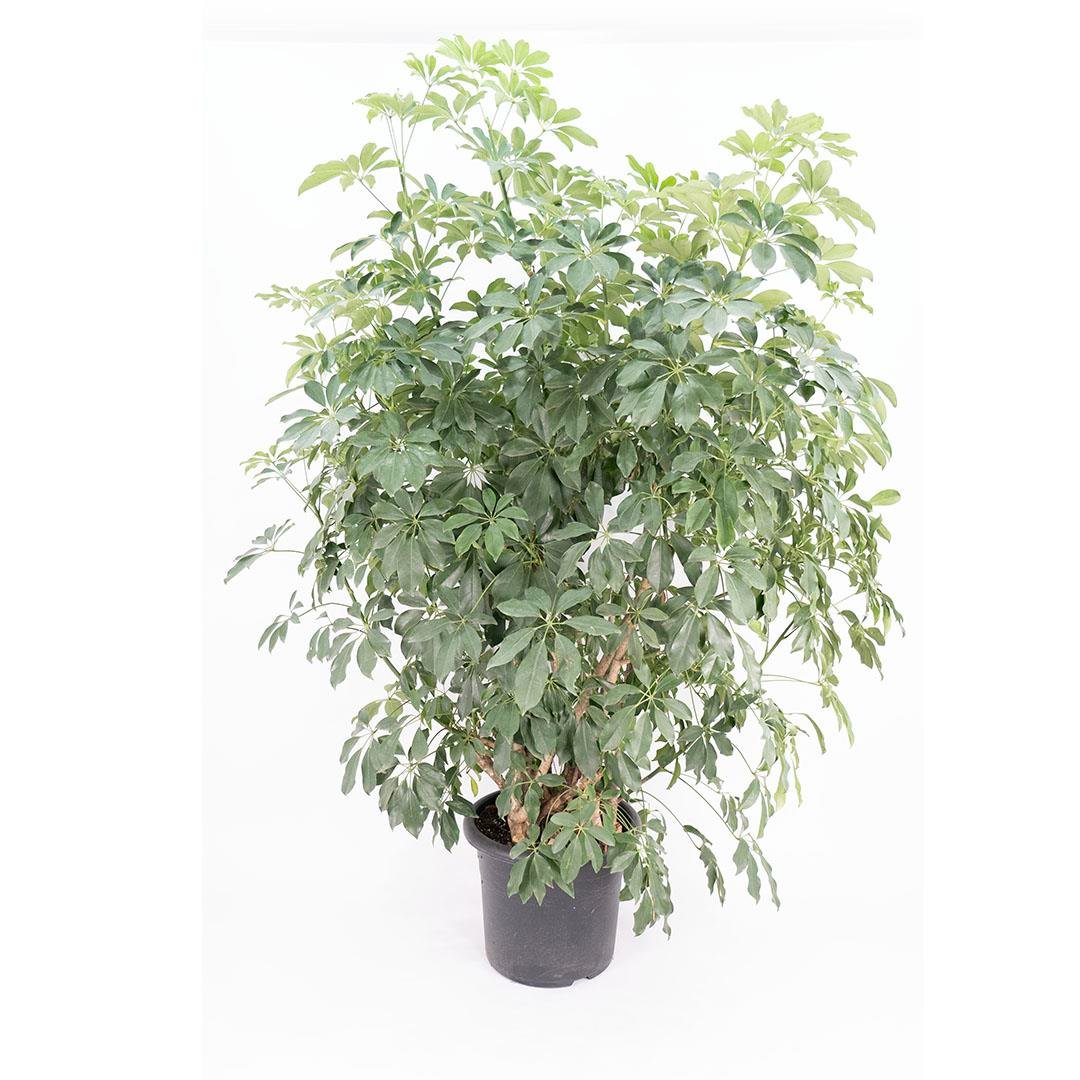 Şeflora Çiçeği - Çap 40 Cm - Boy 150 160 Cm  Yeşil