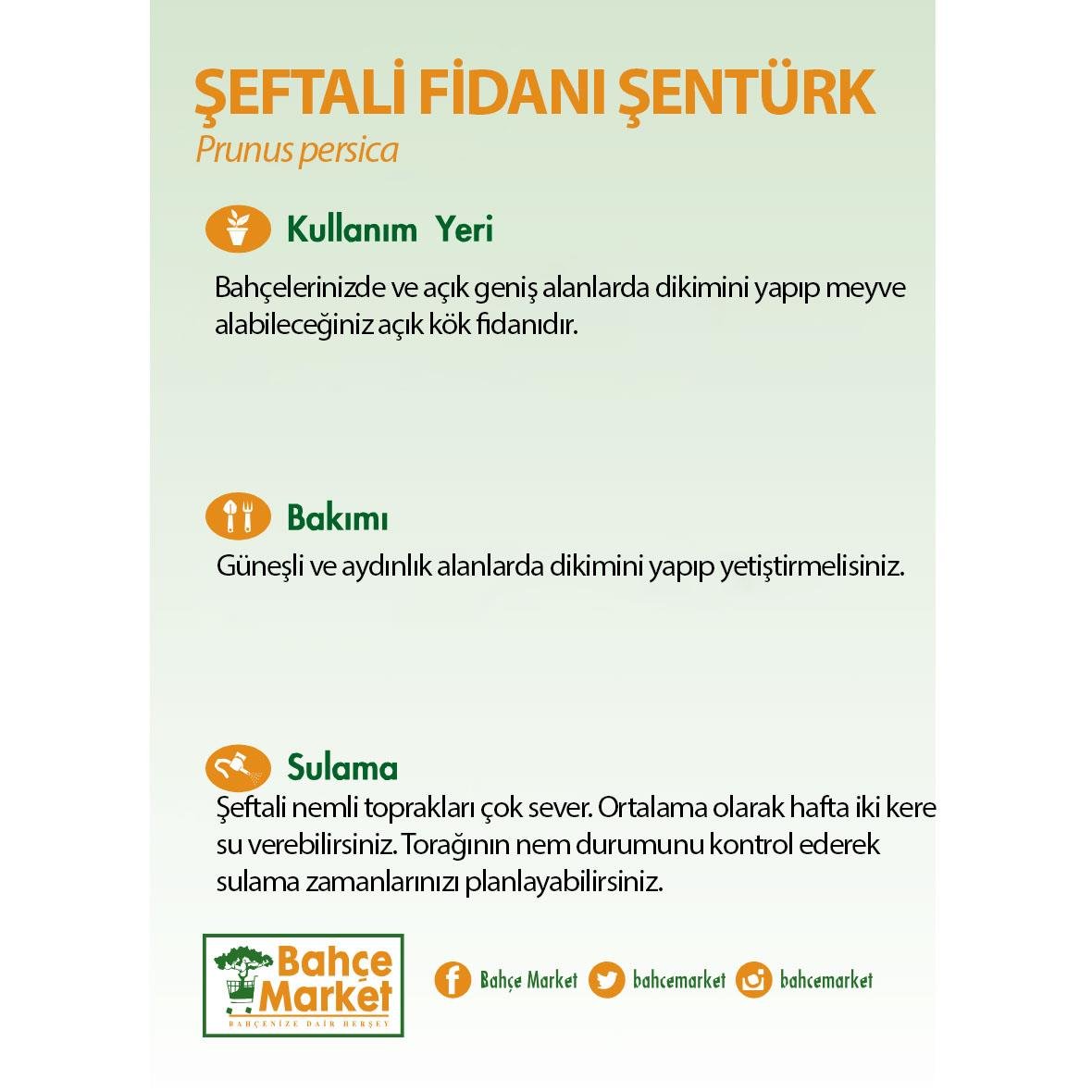 Şeftali Fidanı Şentürk Çıplak Kök