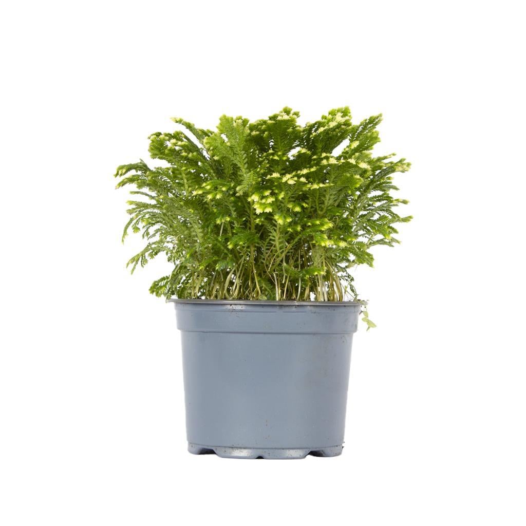 selaginella-10-20-cm-71cf-4.jpg
