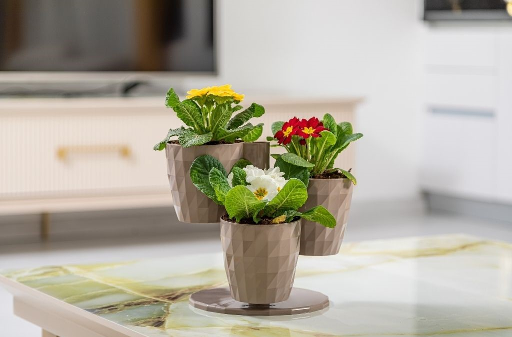 Serinova Dönence 3'lü Saksı Takımı