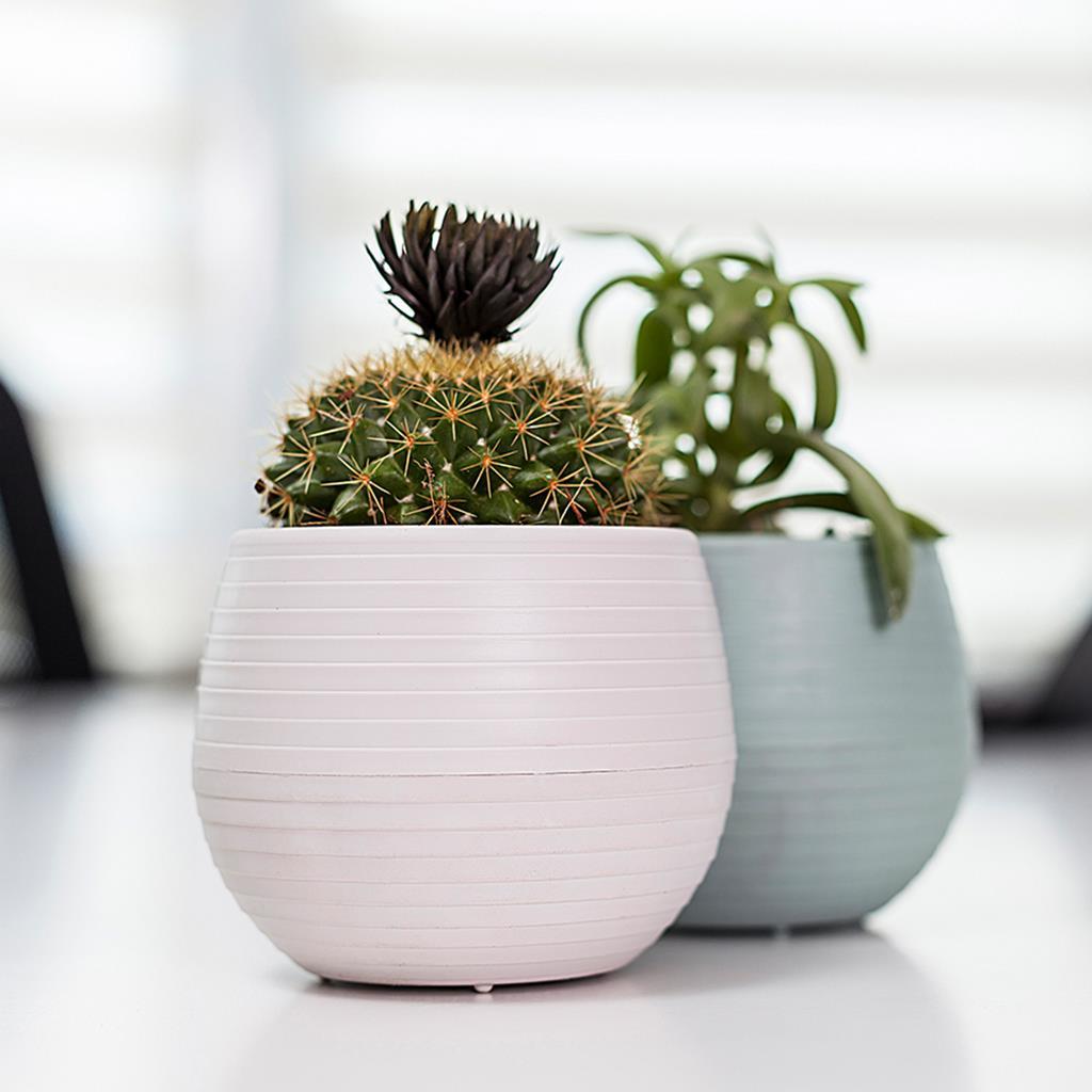 serinova-elvan-kaktus-saksisi-1-9400f8.jpg