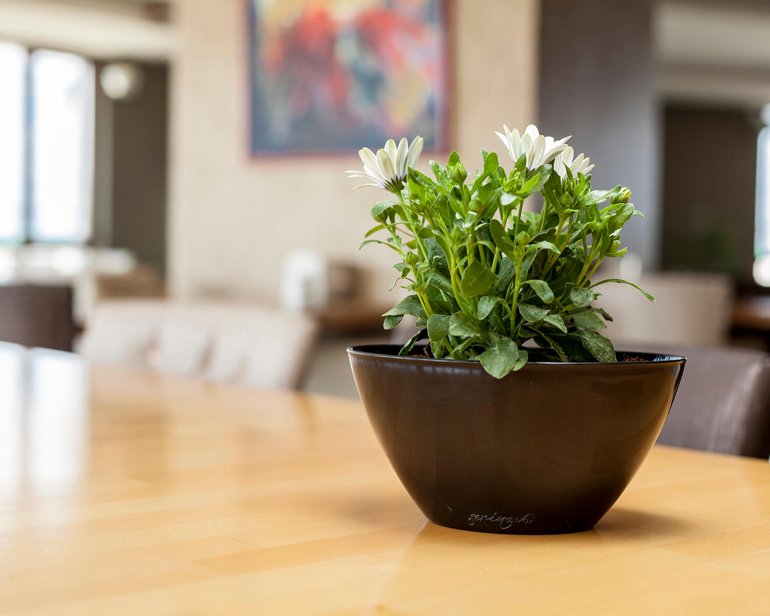 Serinova Kayık Arajman Saksı 3,25 Lt