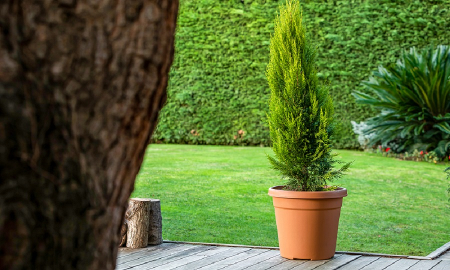 Serinova Vaha Geniş Tabanlı Saksı 21 Lt No 6