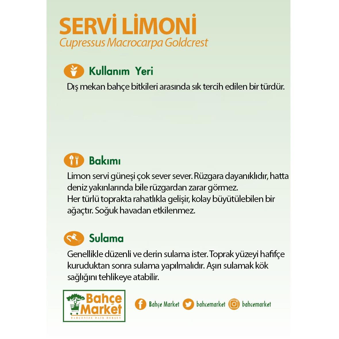 Servi Limoni 20 - 40 Cm Yeşil