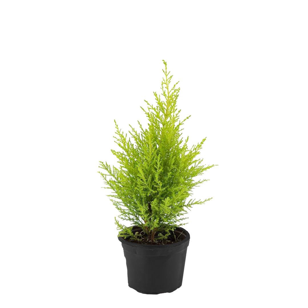 Servi Limoni  30-40 Cm Yeşil