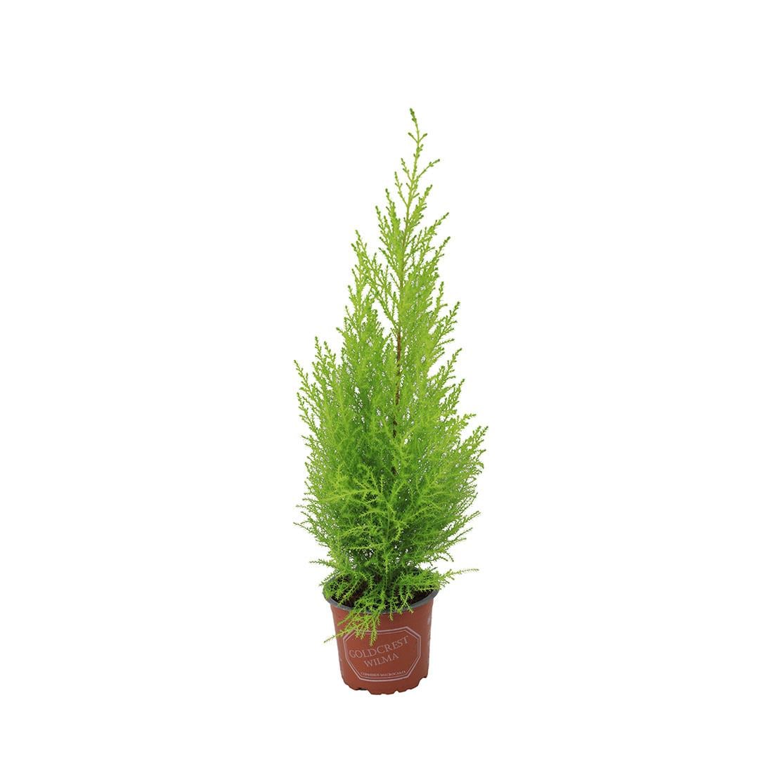 Servi Limoni 60-80 Cm