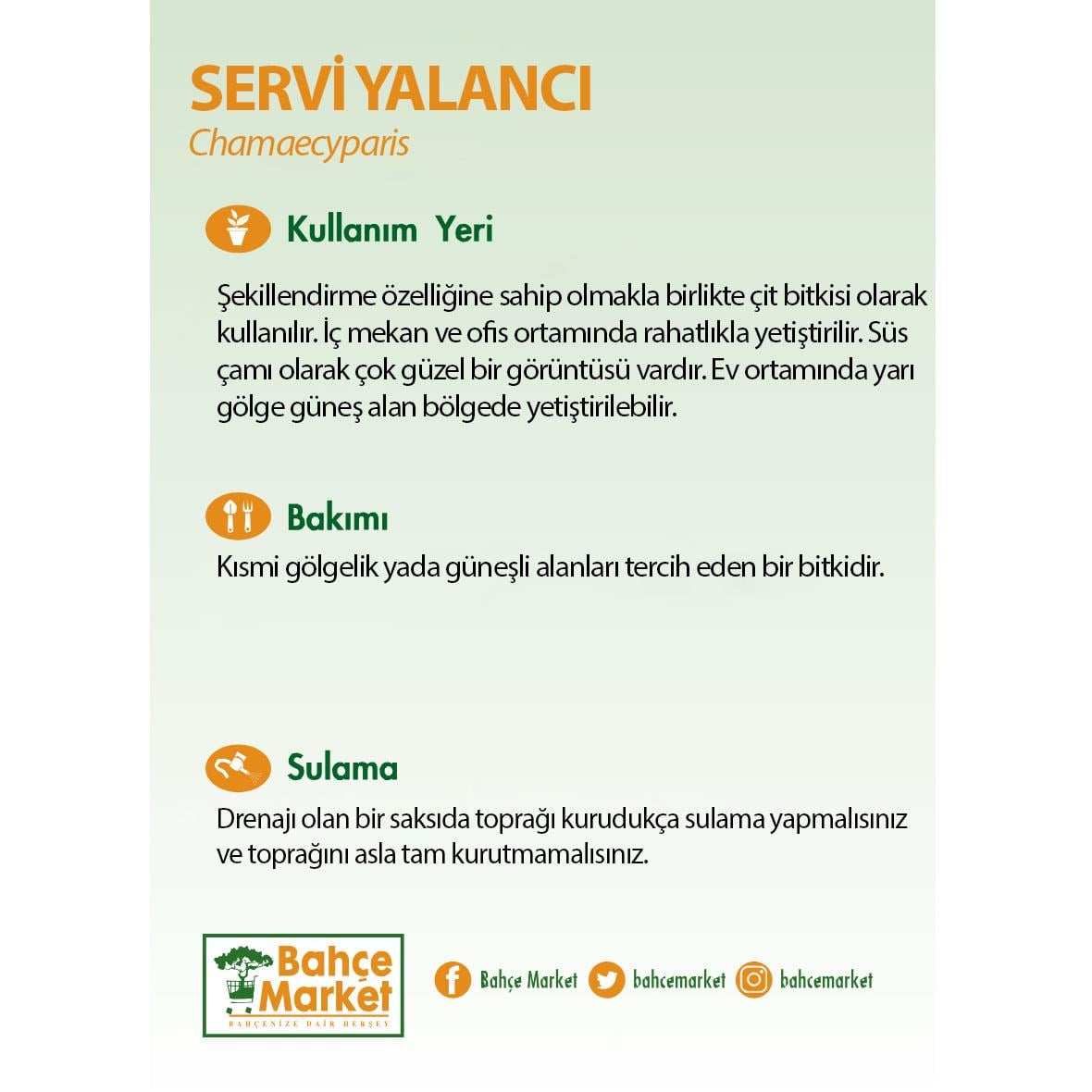 Servi Yalancı 10-20 Cm Yeşil