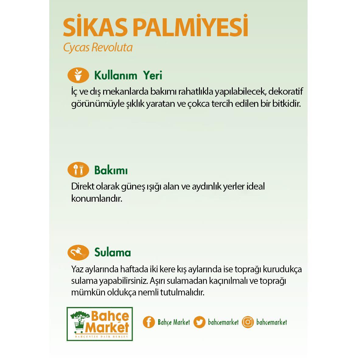 Sikas Palmiyesi - Japon Sago Palmiyesi  Yeşil