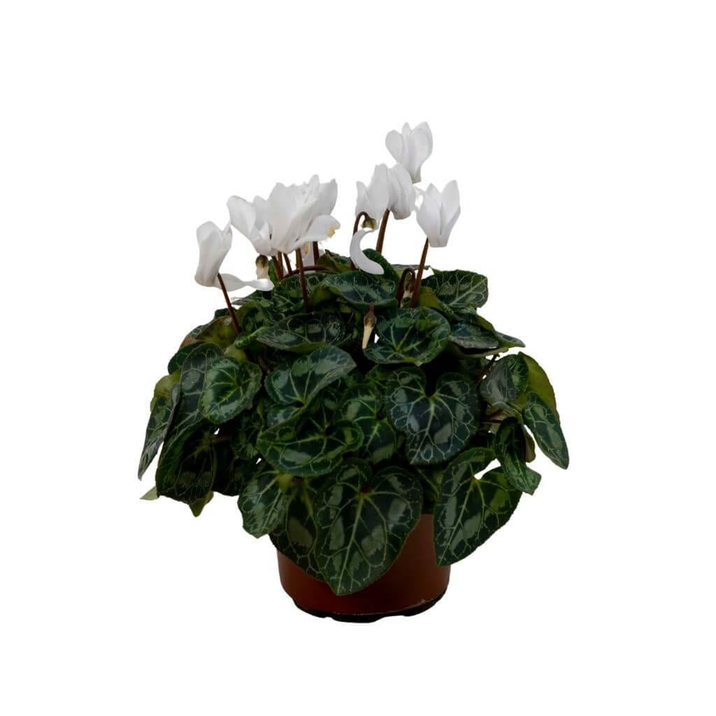 Sıklamen 10-20 Cm