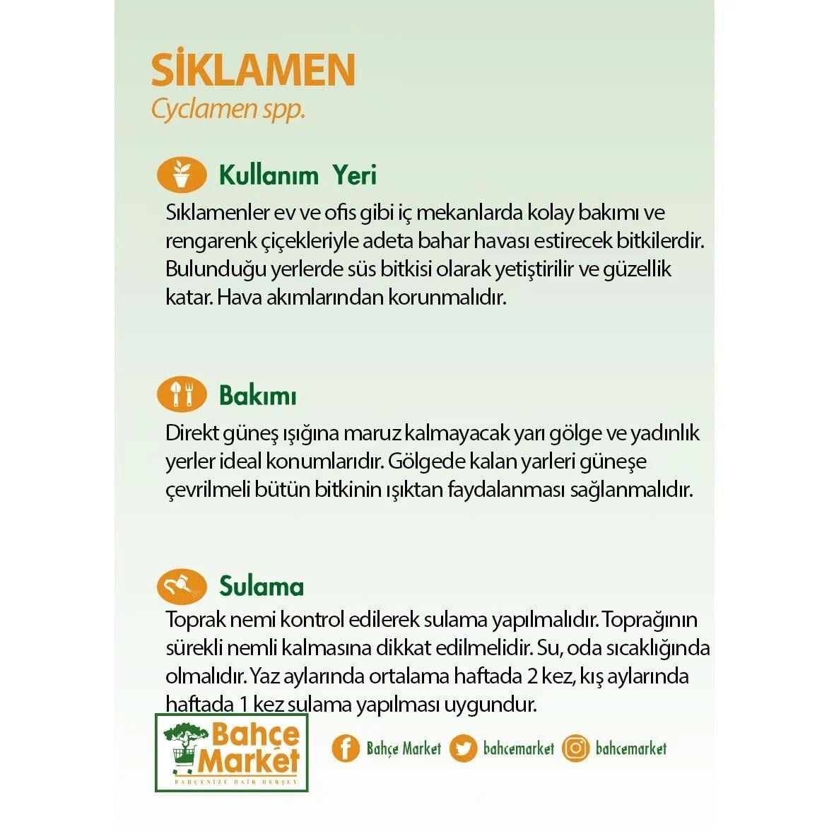 Sıklamen 10-20 Cm