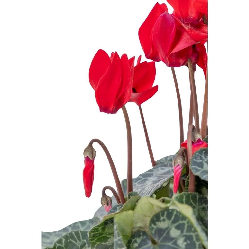 Sıklamen 10-20 Cm