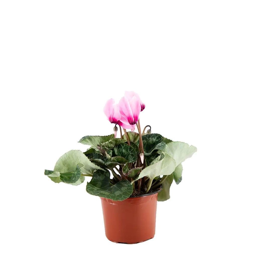 siklamen-20-30-cm-0ca009.jpg